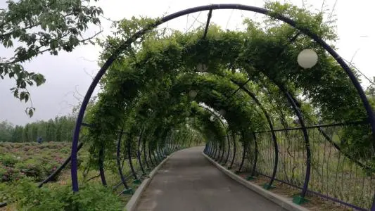 66-DF45型号 铁艺景观廊架加工案例
